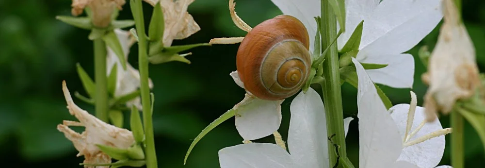 Eine Schnecke sitzt auf einer weißen Glockenblume.